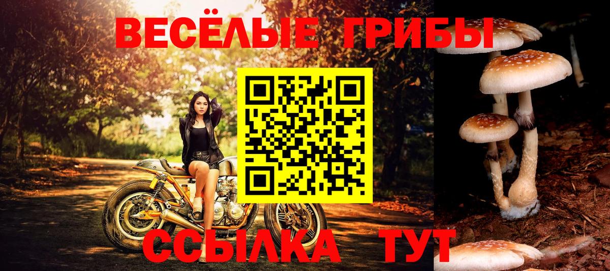 Галлюциногенные грибы Psilocybine cubensis  Псилоцибиновые грибы мухоморы  Ярославль  Вход с VPN 